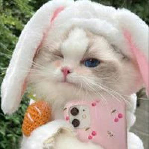 อานีตา profile icon