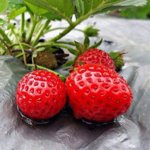 Ika Aryanti profile icon