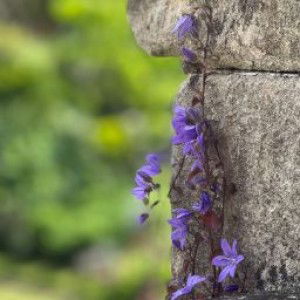 Fara Farkhana profile icon