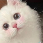 สุราณี หมัดอุเส็น profile icon