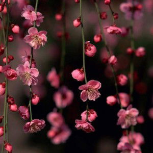 Syazana Jatim profile icon