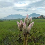 Indrianti Cahyaning Ramadanti profile icon