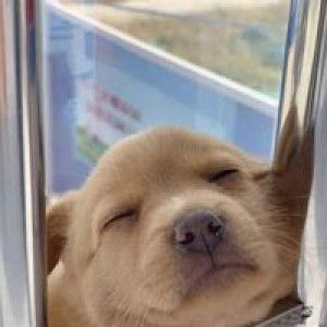 โบ ตั๋น. profile icon