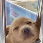 โบ ตั๋น. profile icon