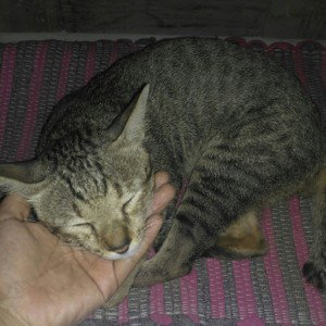 Rumah Blora profile icon