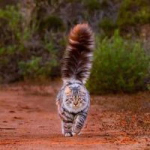 pelangi indah profile icon