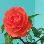 Iis Kartika profile icon