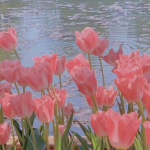 Rhealyn Neri profile icon