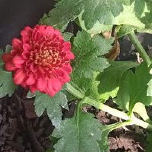 Apriel Nia profile icon