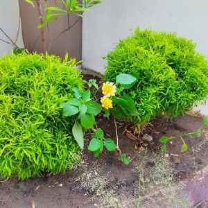 Camille Ang profile icon