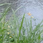 Khairun Alnisaa profile icon