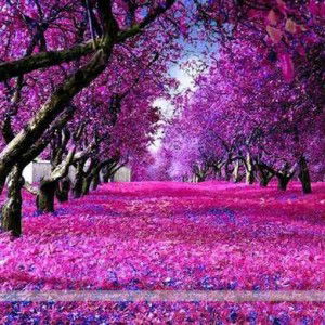 uya yusuf profile icon