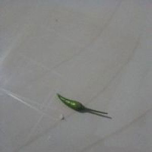 Khansa Ameena profile icon