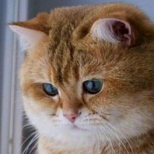 Clara Cynthia profile icon