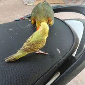 ณัฐธิดา วงษ์ทองคำ profile icon