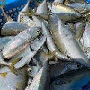 Annuur Balqihz profile icon