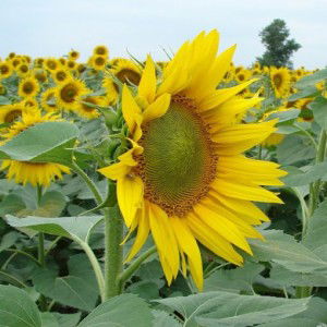 Dhevi Yulvani profile icon