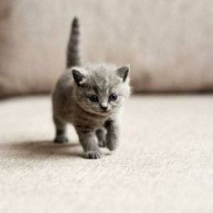 Nuraini Kahar profile icon