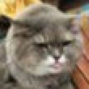 Syaza Rasyiqah Rashid profile icon