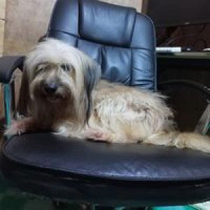 Venus Venus profile icon