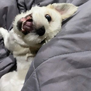 Bing su profile icon