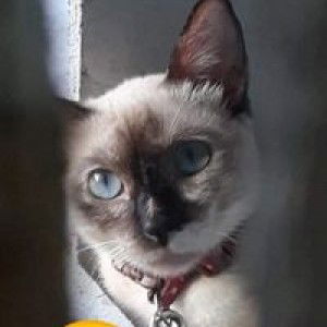 Ferlie Shaine profile icon