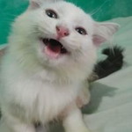 Yvette Christian profile icon