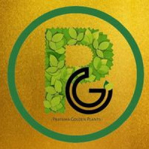 Pratama Golden profile icon