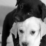 เเอฟฟ สตรอรี่ profile icon