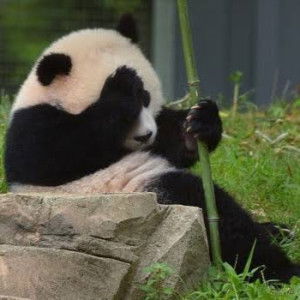 - HSR - profile icon