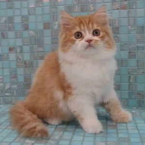 Asita Febriyanti profile icon