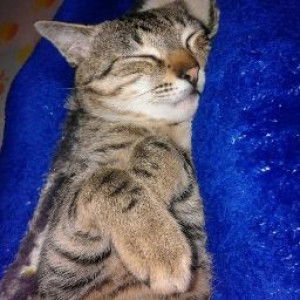 Desy Dwi profile icon