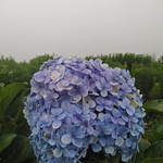 Fitri Kusnul profile icon