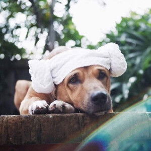 Mẹ Moon profile icon