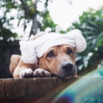 Mẹ Moon profile icon