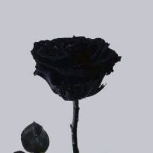 Serina Ramadani profile icon