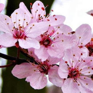 Siti Saudah profile icon