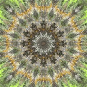 Sukanya pangpanga22 profile icon