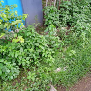 Tutut wahyuning profile icon