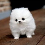 Pond Rapeepat profile icon