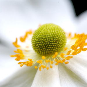 siti rahmah profile icon