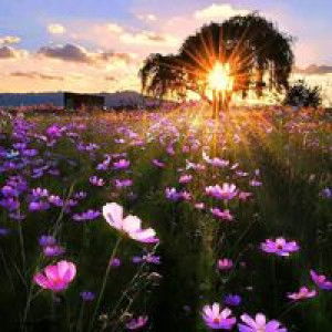 Nur Balqis profile icon