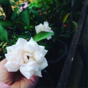 feni sisca octaviani profile icon