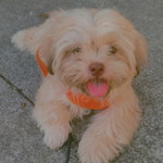 Althea Mae Bobis profile icon