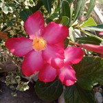 Mery Gress Martos profile icon