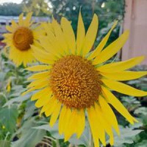 Neil Karen Destajo Divina profile icon