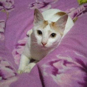 Kartini Khold profile icon