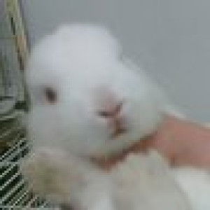 chan shiyun profile icon