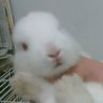 chan shiyun profile icon