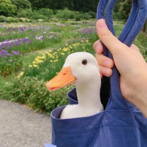 ppream. profile icon